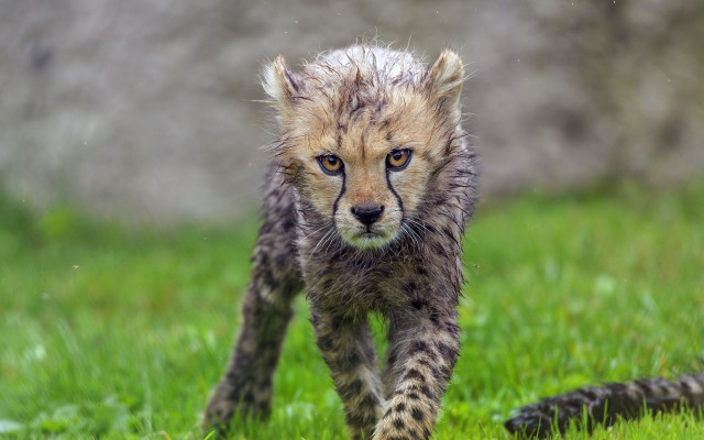 Cheetah cub walking grassy field free wallpaper for desktop - medium preview image