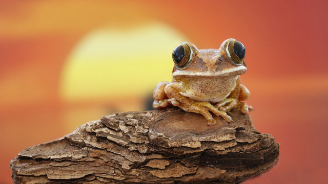 Frog big eyes rock sunset free wallpaper for desktop - medium preview image