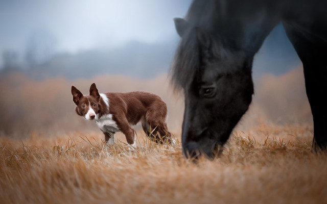 Dog horse grazing field animals free wallpaper for desktop - medium preview image