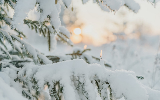 Pine snowy tree sun blurry free wallpaper for desktop - medium preview image