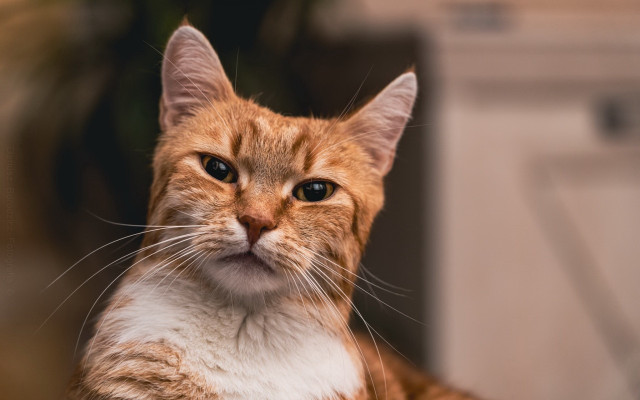 Sad cat serious look carlos free wallpaper for desktop - medium preview image