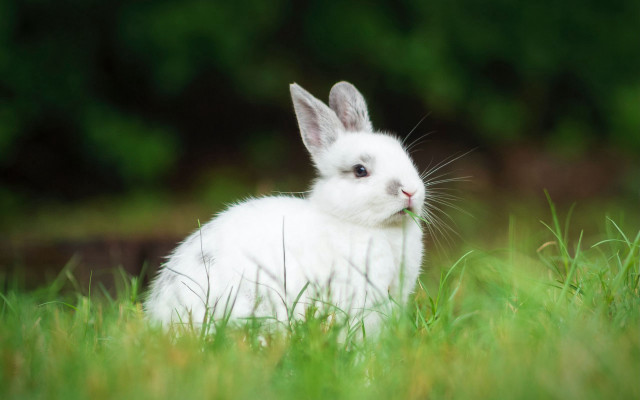 White rabbit sad field blurry free wallpaper for desktop - medium preview image