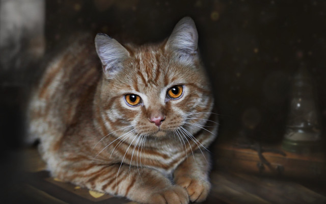 Cat wooden floor serious eye free wallpaper for desktop - medium preview image