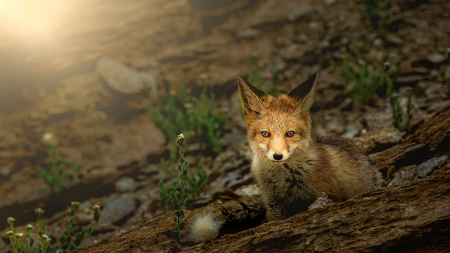 Fox rocky hill bright light #2 free wallpaper for desktop - medium preview image