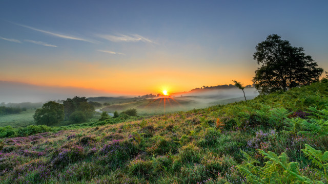 Sunset foggy field tree hill free wallpaper for desktop - medium preview image