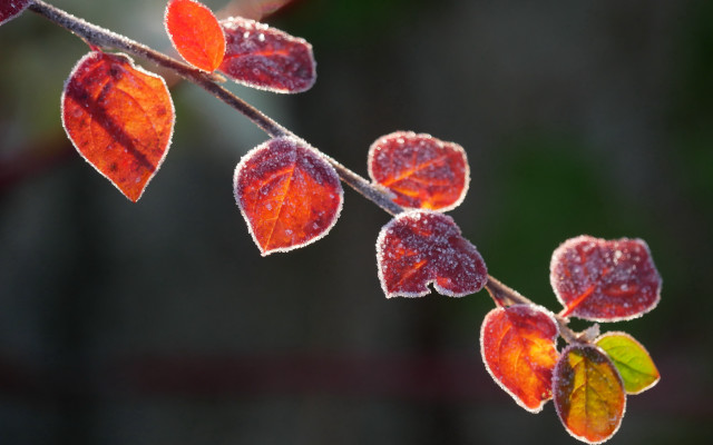 Frosted red leaves branch eco free wallpaper for desktop - medium preview image