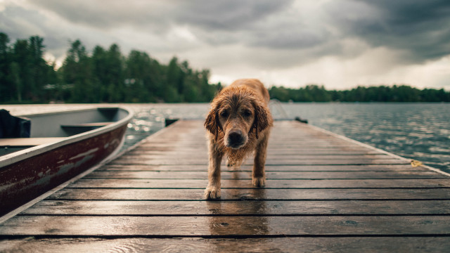Dog dock boat water cloudy free wallpaper for desktop - medium preview image