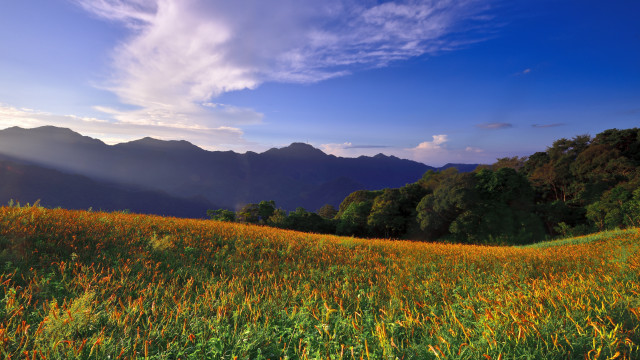 Flower field mountains sky sunset free wallpaper for desktop - medium preview image