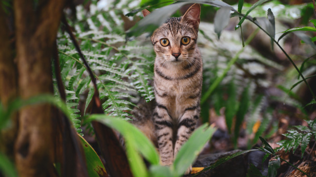 Curious cat forest ferns bokeh free wallpaper for desktop - medium preview image
