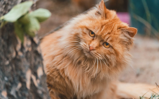 Fluffy orange cat sitting tree free wallpaper for desktop - medium preview image