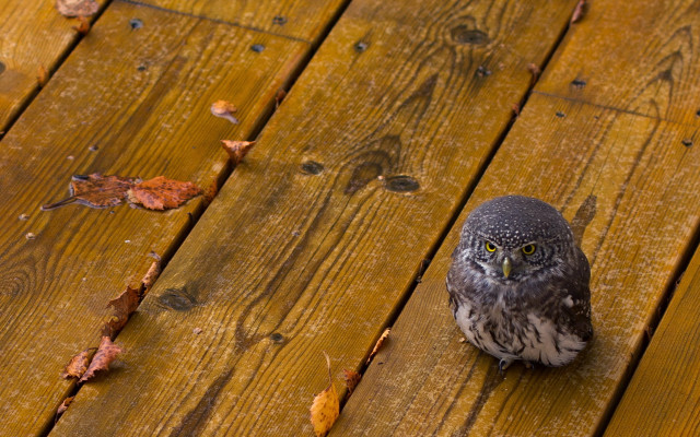 Small owl wooden deck leaves free wallpaper for desktop - medium preview image