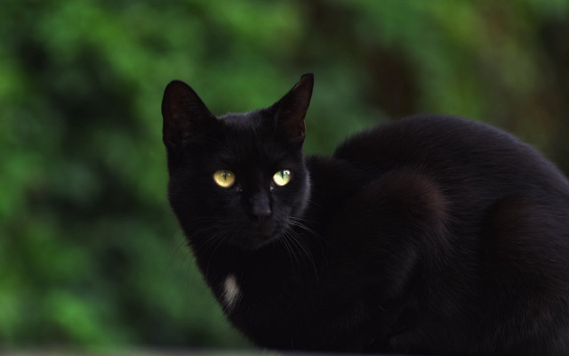 Black cat yellow eyes outdoor #2 free wallpaper for desktop - medium preview image
