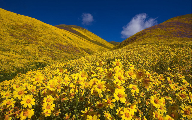 Yellow flower field hills blue free wallpaper for desktop - medium preview image
