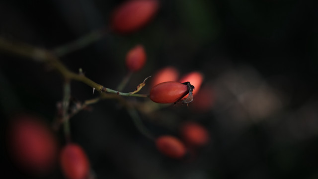 Small red flower branch leaves free wallpaper for desktop - medium preview image