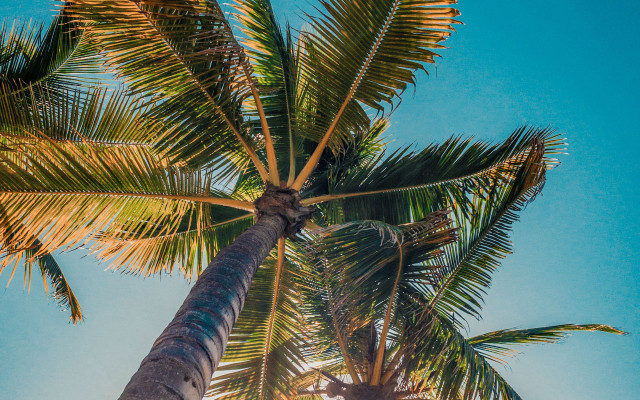 Palm tree blue sky clouds free wallpaper for desktop - medium preview image