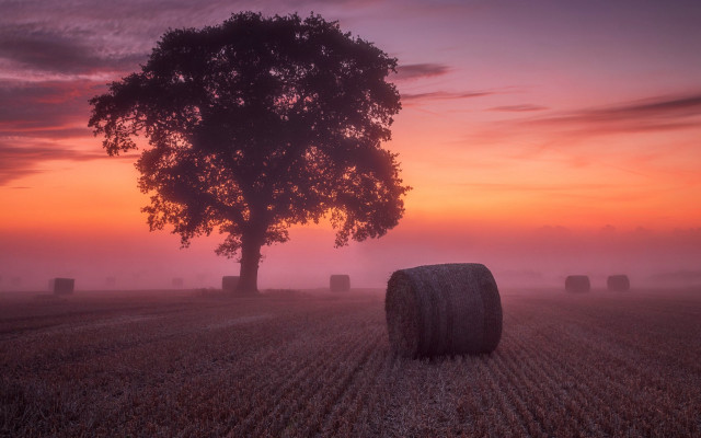 Sunset foggy hayfield pink sky free wallpaper for desktop - medium preview image