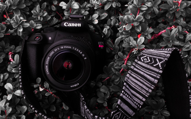 Camera scarf leaves plants macro free wallpaper for desktop - medium preview image
