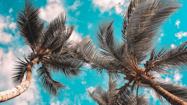 Palm tree blue sky clouds #4 free wallpaper for desktop - medium preview image