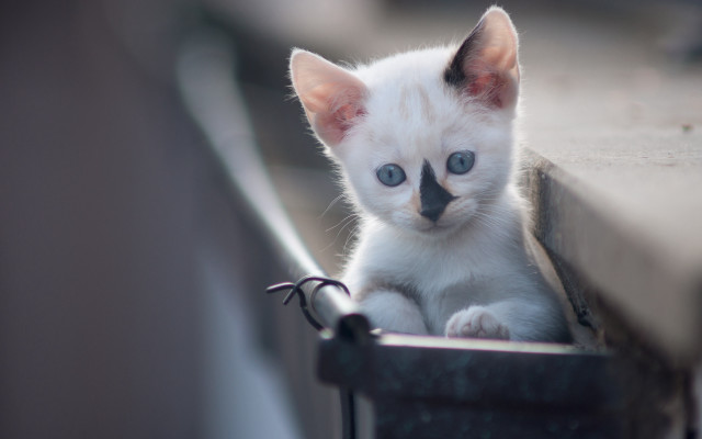 White cat curious blue eyes free wallpaper for desktop - medium preview image