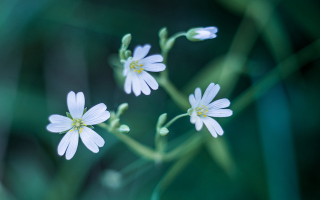 White flower closeup butterfly blurry free wallpaper for desktop - medium preview image