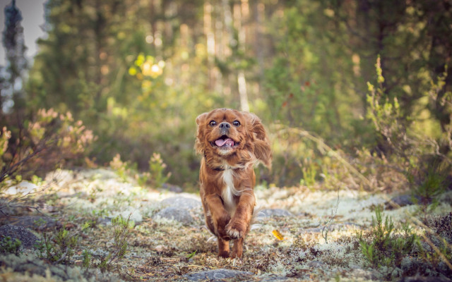 Dog running forest frisbee nature free wallpaper for desktop - medium preview image