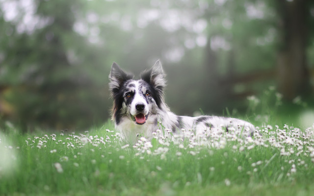Dog field flower bokeh outdoors free wallpaper for desktop - medium preview image