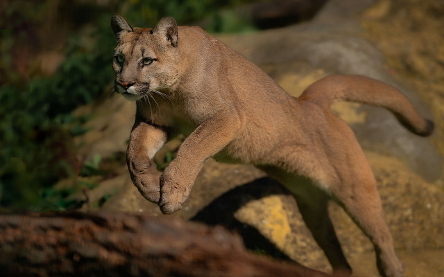 Mountain lion jumping tilt shift free wallpaper for desktop - medium preview image