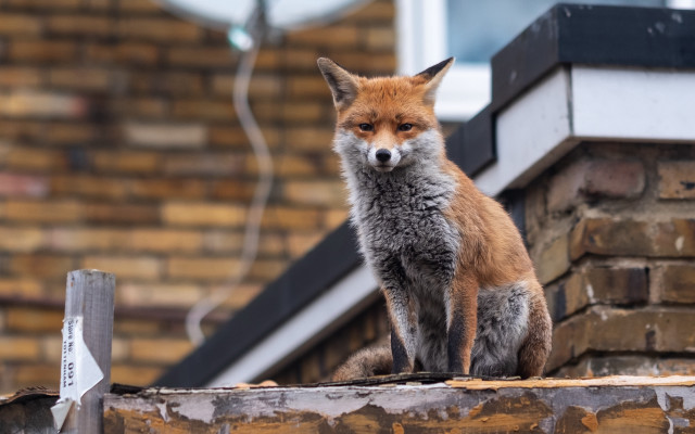 Fox roof brick sign furry free wallpaper for desktop - medium preview image