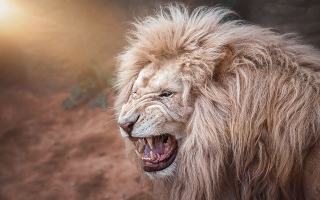Lion angry open mouth teeth free wallpaper for desktop - medium preview image