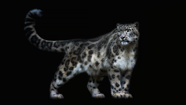 Snow leopard dark closed black free wallpaper for desktop - medium preview image