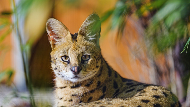 Cat grass plant building blurry free wallpaper for desktop - medium preview image