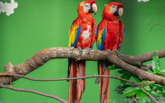 Colorful parrots branch green wall free wallpaper for desktop - medium preview image