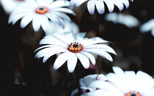 White flower ladybug macro nature free wallpaper for desktop - medium preview image