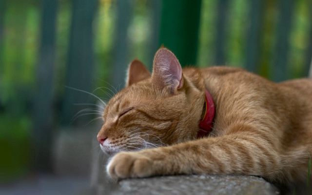 Sleeping cat on stone ledge free wallpaper for desktop - medium preview image