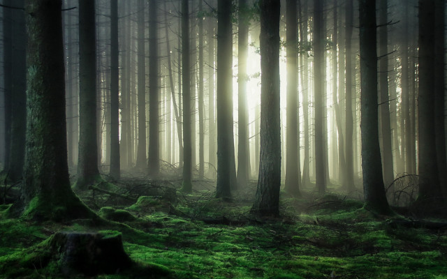 Bamboo forest light rays sunbeam free wallpaper for desktop - medium preview image