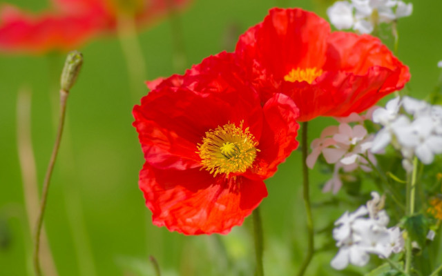 Blurry flower field bokeh impressionist free wallpaper for desktop - medium preview image