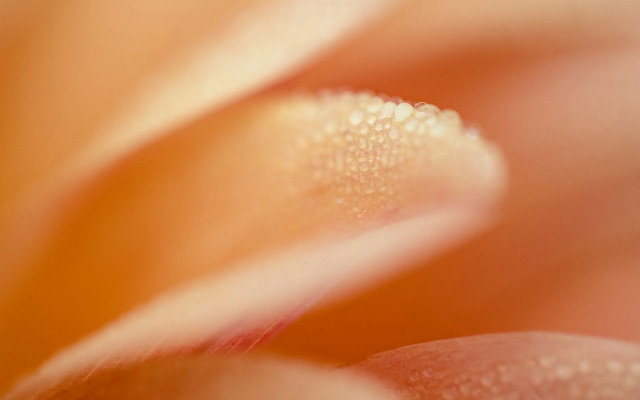 Flower water droplets macro yellow #3 free wallpaper for desktop - medium preview image