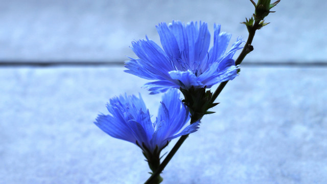 Blue flower macro photography winged free wallpaper for desktop - medium preview image