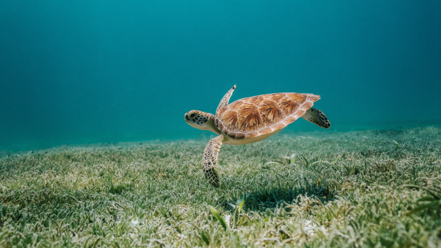 Turtle ocean grass back ecological free wallpaper for desktop - medium preview image