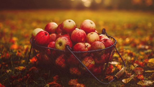 Autumn apples grass leaves sunset #2 free wallpaper for desktop - medium preview image