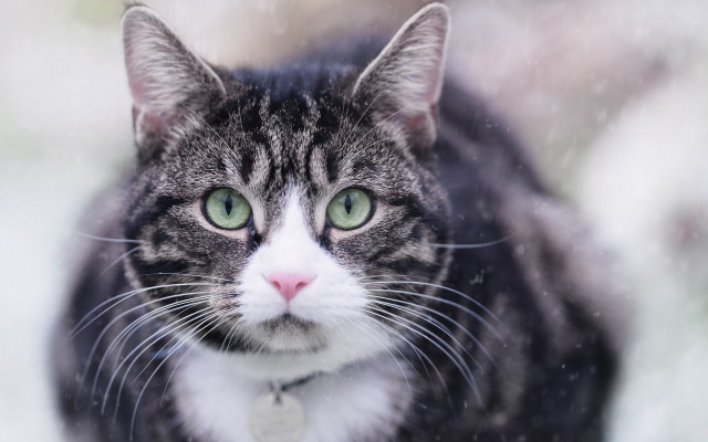 Black cat green eyes snow #2 free wallpaper for desktop - medium preview image