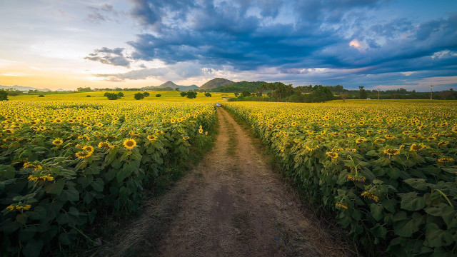 Dirt road sunflower field mountain free wallpaper for desktop - medium preview image