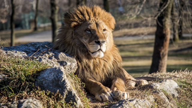 Lion rock park trees path free wallpaper for desktop - medium preview image