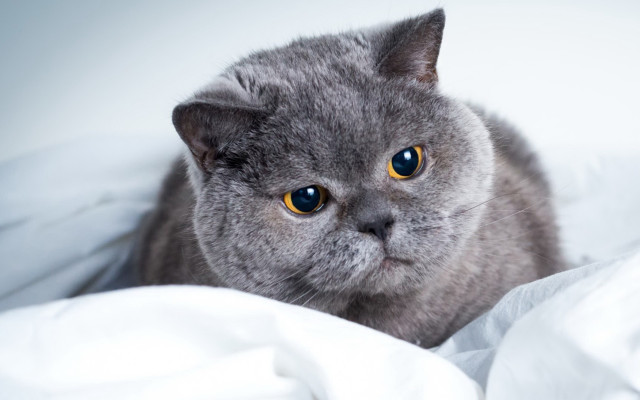 Black cat blue eyes white free wallpaper for desktop - medium preview image