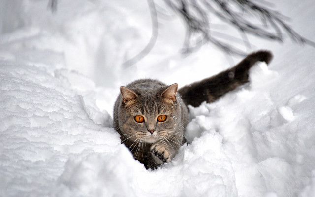 Cat walking snow woods glowing free wallpaper for desktop - medium preview image