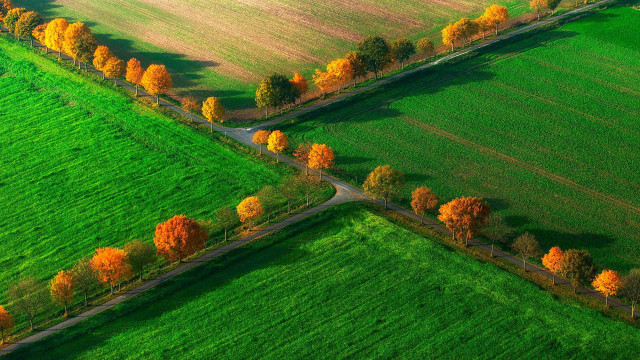 Green field trees road yellow free wallpaper for desktop - medium preview image