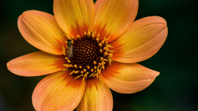 Yellow flower bug green background free wallpaper for desktop - medium preview image