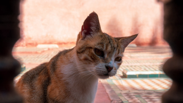 Cat hole wall tile floor free wallpaper for desktop - medium preview image