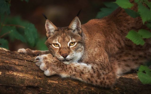 Cat branch paws camera animal free wallpaper for desktop - medium preview image