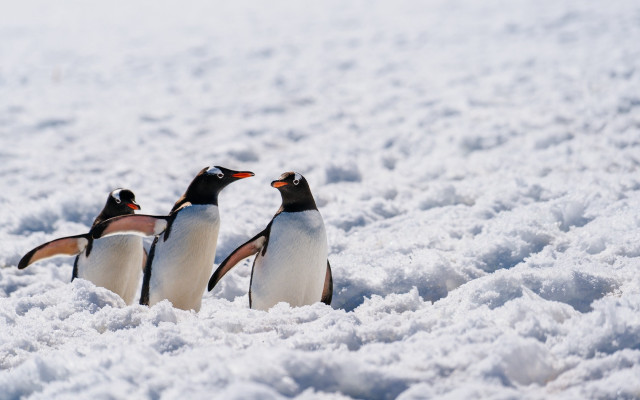 Penguins snow primivitism wildlife bird free wallpaper for desktop - medium preview image